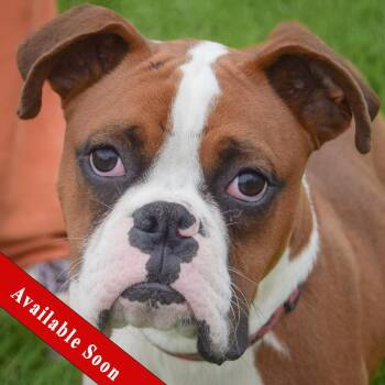 Hank -  Boxer Dog for Adoption in Huntley, Illinois - Hank | PetCurious