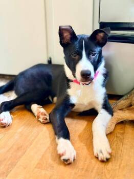 Boochie -  Terrier Dog for Adoption in New London, Wisconsin - Boochie | PetCurious