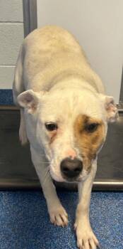 Pit Bull Terrier Dogs Available for Adoption in Tarboro, North Carolina - 26-155 Lumi | PetCurious