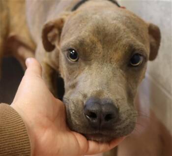 Mixed Breed Dogs Available for Adoption - ZIPPY | PetCurious