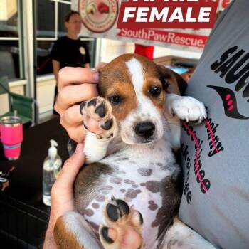 April -  Beagle Dog Available for Adoption in Myrtle Beach, South Carolina - April | PetCurious