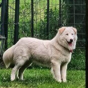 KODAH -  Husky Dog for Adoption in Brock, Texas - KODAH | PetCurious