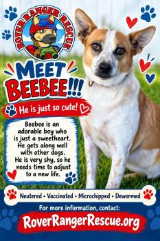 BeeBee -  Cattle Dog Dog for Adoption in Wrightwood, California - BeeBee | PetCurious