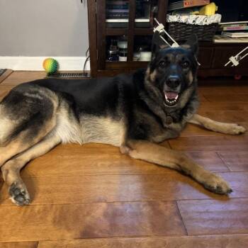 German Shepherd Dog Dogs Available for Adoption - Stella - Home To Home | PetCurious