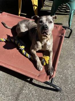 Jam -  Mixed Breed Dog for Adoption - Jam | PetCurious