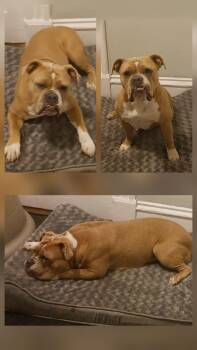 Rescue English Bulldog Dogs for Adoption in Chicopee, Massachusetts - STELLA & PEANUT | PetCurious