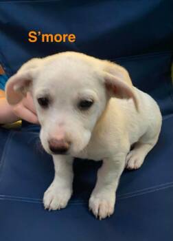 S’more -  Labrador Retriever and Great Pyrenees Dog for Adoption in Vancouver, Washington - S’more | PetCurious