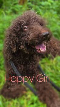 Coco -  Poodle Dog for Adoption in Silver Springs, Florida - Coco | PetCurious