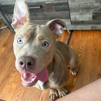 Rescue Pit Bull Terrier Dogs for Adoption in Bethel, Connecticut - Lola | PetCurious