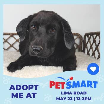 Labrador Retriever Dogs Available for Adoption in Fort Wayne, Indiana - Orbit | PetCurious