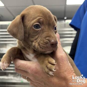 Retriever and Beagle Dogs Available for Adoption in Washington, District Of Columbia - Cocoa | PetCurious