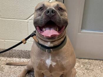 Pit Bull Terrier Dogs Available for Adoption in Pueblo, Colorado - HERCULES | PetCurious
