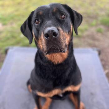 Rottweiler Dogs Available for Adoption - Barley | PetCurious