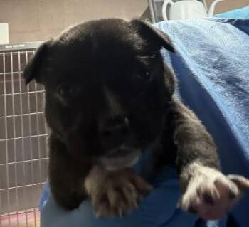 Mixed Breed Dogs Available for Adoption - Patella | PetCurious