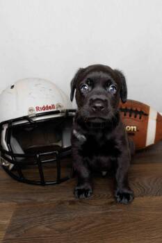 Wesley -  Labrador Retriever Dog for Adoption in Mckinney, Texas - Wesley | PetCurious