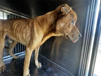 German Shepherd Dog and Mixed Breed Dogs Available for Adoption - WAFER | PetCurious