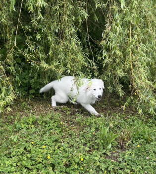 Rescue Great Pyrenees Dogs for Adoption in Bothell, Washington - Fanny | PetCurious
