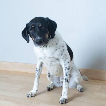 Milo D69915 -  Pointer and Mixed Breed Dog for Adoption in Minnetonka, Minnesota - Milo D69915 | PetCurious