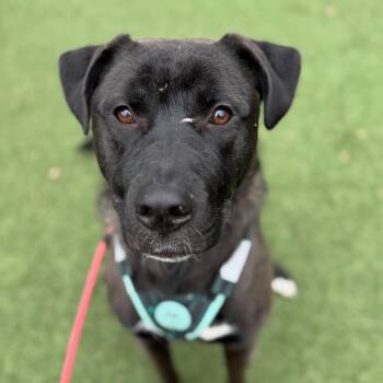 Velveeta -  Shepherd Dog for Adoption in Blaine, Minnesota - Velveeta | PetCurious