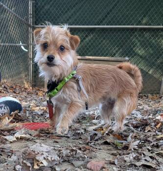 Norman -  Yorkshire Terrier Dog for Adoption in Reisterstown, Maryland - Norman | PetCurious
