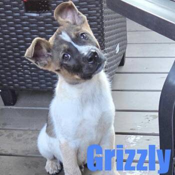 Grizzly -  Australian Cattle Dog Blue Heeler and Mixed Breed Dog for Adoption in Ellicott City, Maryland - Grizzly | PetCurious