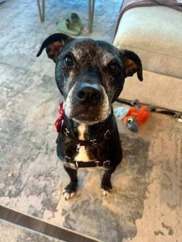 Marshall -  Boxer and Labrador Retriever Dog for Adoption in Austin, Texas - Marshall | PetCurious