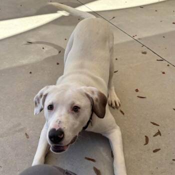 Yellow Labrador Retriever and Mixed Breed Dogs Available for Adoption - Cottontail | PetCurious