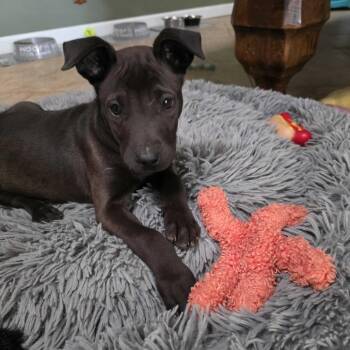 German Shepherd Dog and Mixed Breed Dogs Available for Adoption - Lottie | PetCurious