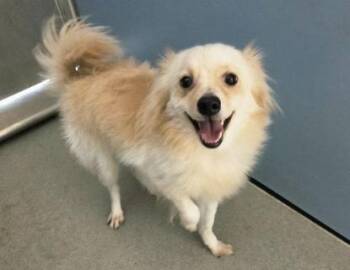 BARLEY -  Pomeranian Dog for Adoption in San Clemente, California - BARLEY | PetCurious