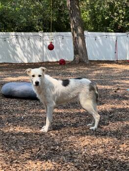 Rescue Great Pyrenees and Australian Shepherd Dogs for Adoption in Watertown, Connecticut - Siobhan | PetCurious