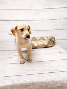 Max -  Labrador Retriever Dog for Adoption in Raleigh, North Carolina - Max | PetCurious