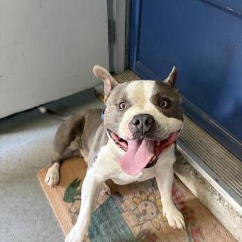 Rylo -  American Bulldog Dog for Adoption in Cranston, Rhode Island - Rylo | PetCurious