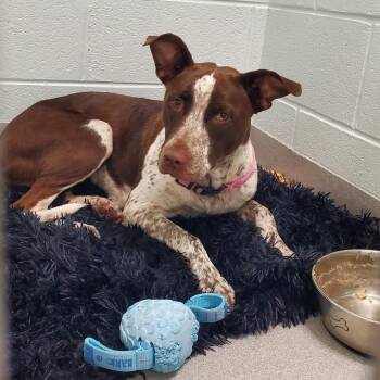 Tommi -  Mixed Breed Dog for Adoption in Chattanooga, Tennessee - Tommi | PetCurious