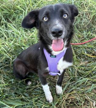 ALICE -  Border Collie Dog for Adoption in Bell Gardens, California - ALICE | PetCurious