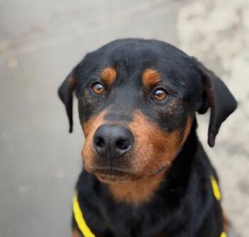Rottweiler Dogs Available for Adoption - EDISON | PetCurious