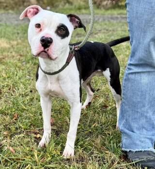 Rescue Pit Bull Terrier Dogs for Adoption in Beech Bottom, West Virginia - CHARLIE | PetCurious