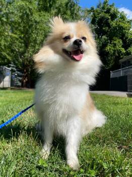 Dolly Pomton -  Pomeranian Dog for Adoption in Fall River, Massachusetts - Dolly Pomton | PetCurious