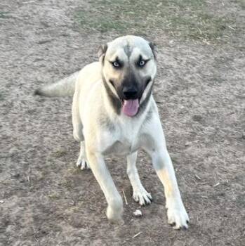 German Shepherd Dog and Siberian Husky Dogs Available for Adoption - Blue | PetCurious