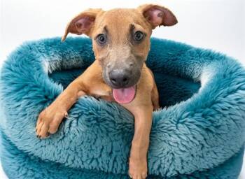 TEDDY -  German Shepherd Dog and Mixed Breed Dog for Adoption in Fort Lauderdale, Florida - TEDDY | PetCurious