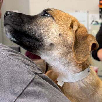 Molasses -  Mixed Breed Dog for Adoption in Walker, Michigan - Molasses | PetCurious