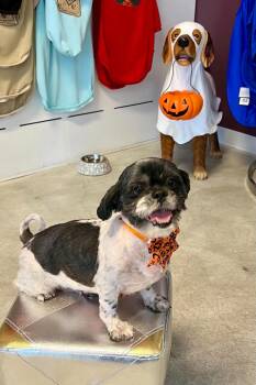 Cookie -  Shih Tzu Dog for Adoption in Walker, Louisiana - Cookie | PetCurious