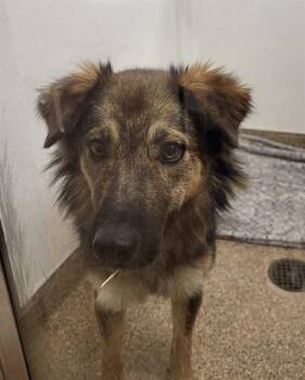 MARMOT -  German Shepherd Dog and Mixed Breed Dog for Adoption in Albuquerque, New Mexico - MARMOT | PetCurious