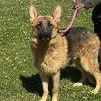 German Shepherd Dog Dogs Available for Adoption in Philadelphia, Pennsylvania - Tank | PetCurious