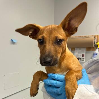 Randy -  Shepherd and Mixed Breed Dog for Adoption in Greenville, South Carolina - Randy | PetCurious