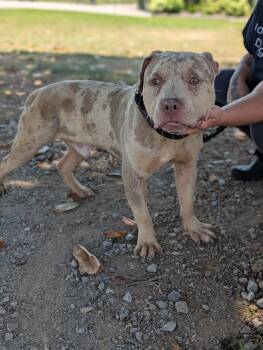 Rescue Mixed Breed Dogs for Adoption in Huntsville, Alabama - Dutch | PetCurious