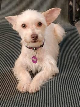 Terrier and West Highland White Terrier Westie Dogs Available for Adoption - Lia | PetCurious