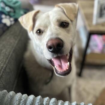 Maisie -  Mixed Breed Dog for Adoption in Buffalo, Minnesota - Maisie | PetCurious