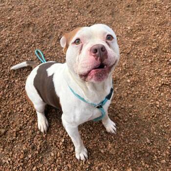 "Boomer" KCAC -  American Staffordshire Terrier Dog Available for Adoption in Kerrville, Texas - "Boomer" KCAC | PetCurious