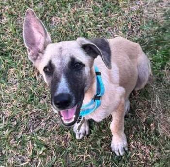 Simon -  German Shepherd Dog Dog for Adoption in Houston, Texas - Simon | PetCurious
