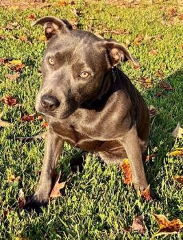 Rescue Pit Bull Terrier Dogs for Adoption in Rutherfordton, North Carolina - Coco | PetCurious